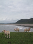 SX22625 Sheep and Rhossili Bay.jpg